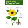 Genetics And Taxonomy Of Flowering Plants